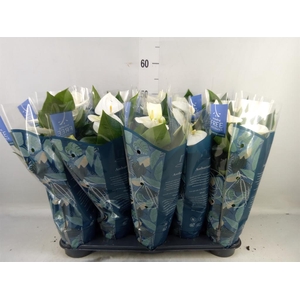 Anthurium  'Karma White'