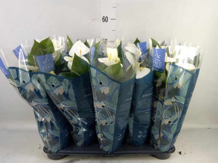 <h4>Anthurium  'Karma White'</h4>
