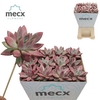 Graptoveria Rosie Crow (mecx Flowers) Mecx-emmer 8