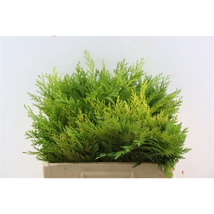 <h4>Conifeer Chamaecyparis Lawsoniana Yellow</h4>