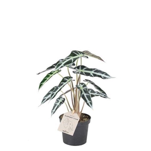 Alocasia   ...