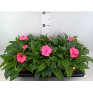 Impatiens NG 'ColPow Rose'