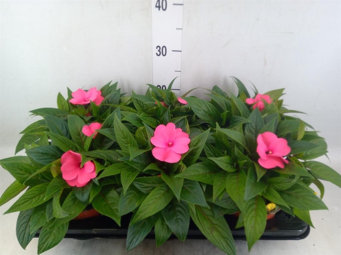 <h4>Impatiens NG 'ColPow Rose'</h4>