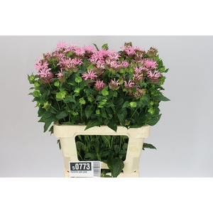 Monarda Pale Pink