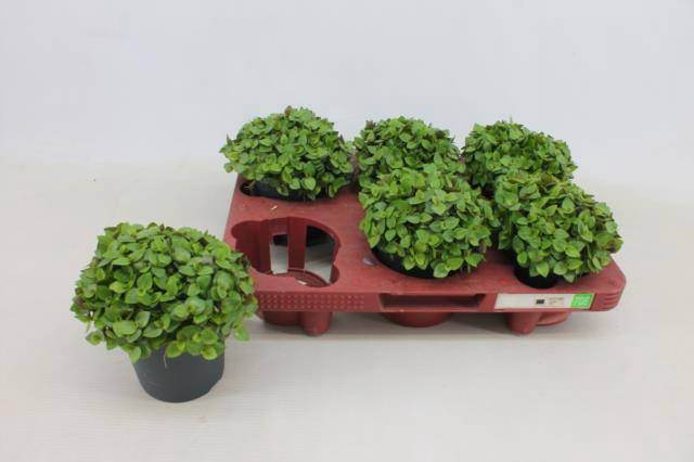 <h4>CALLISIA TURTLE P10.5</h4>