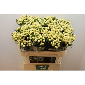 HYP MAG WHITE PRINCE