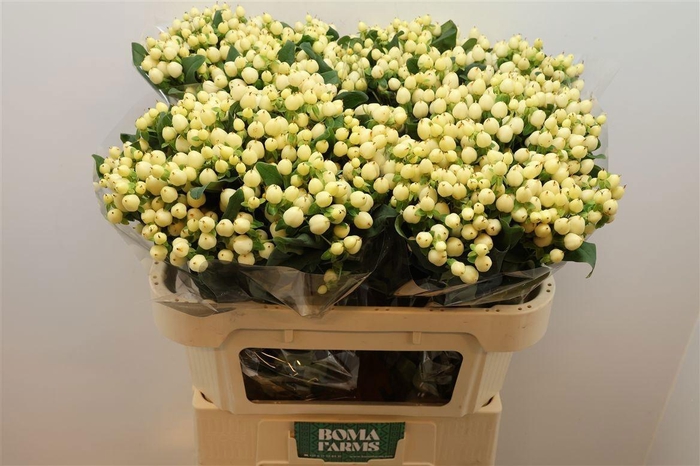 <h4>HYP MAG WHITE PRINCE</h4>