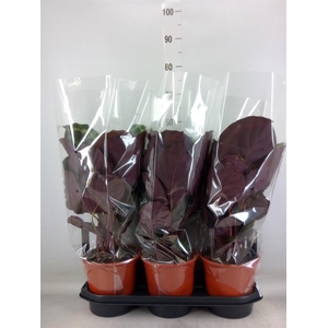 Calathea  'Medallion'