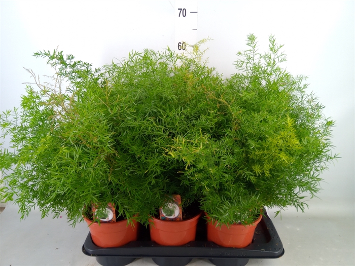 <h4>Asparagus dens. 'Cwebe'</h4>