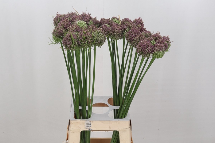 <h4>Allium Hairy Friend</h4>