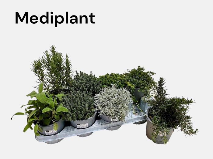 <h4>Tuinkruiden Gem</h4>