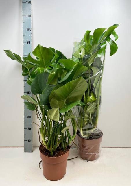 <h4>MONSTERA DELICIOSA</h4>