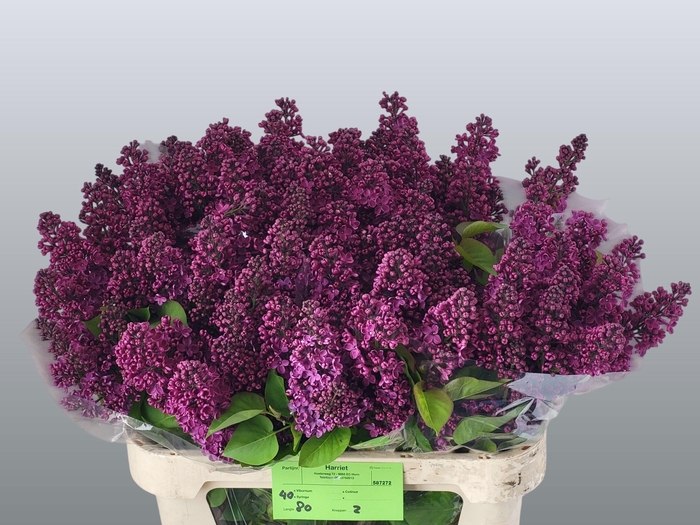 <h4>SYR V HUGO KOSTER</h4>