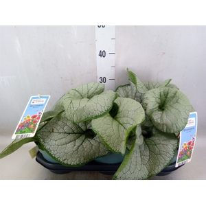 Brunnera macrophylla   ...