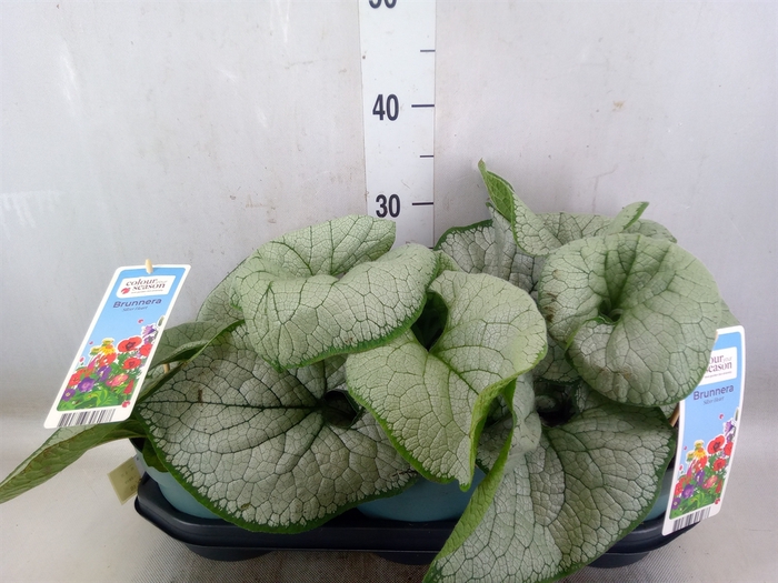 <h4>Brunnera macrophylla   ...</h4>