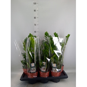 Zamioculcas zamiifolia