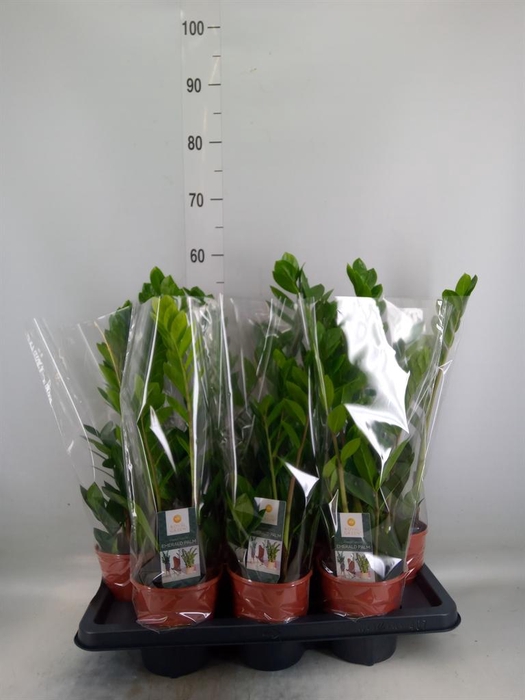 <h4>Zamioculcas zamiifolia</h4>