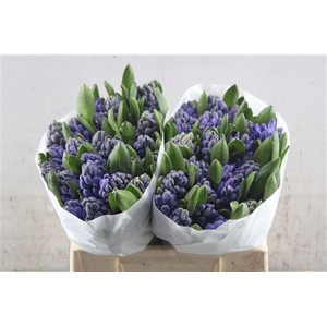 Hyac Delft Blue Schie