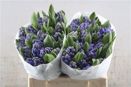 <h4>Hyac Delft Blue Schie</h4>