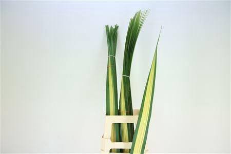 <h4>Pandanus (sr)</h4>