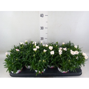 Dianthus  'Oscar White'