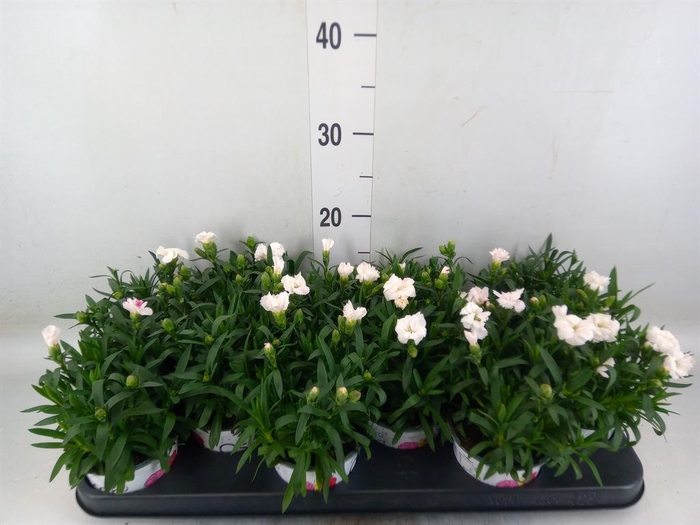 <h4>Dianthus 'Oscar White'</h4>