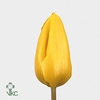 Tulipa si yellow flight