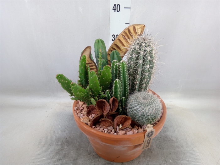 <h4>Arr.  Cactus H%</h4>