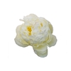 Paeonia Mary E. Nicholls