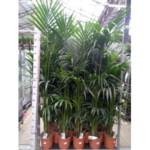 Howea forsteriana