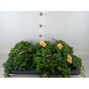 Parthenocissus inserta