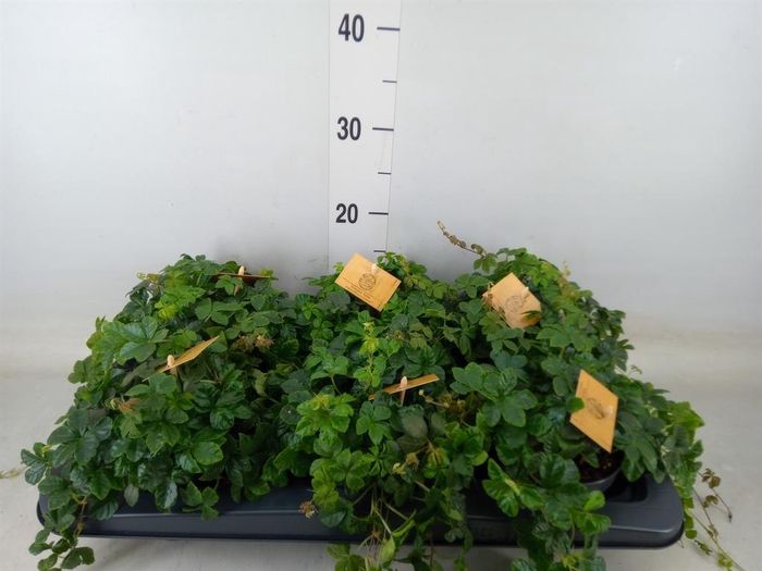 <h4>Parthenocissus inserta</h4>