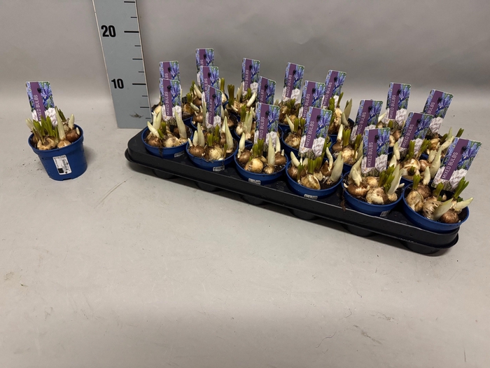 <h4>BOLBLOEMEN GEM</h4>