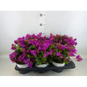Bougainvillea  'Sanderiana'