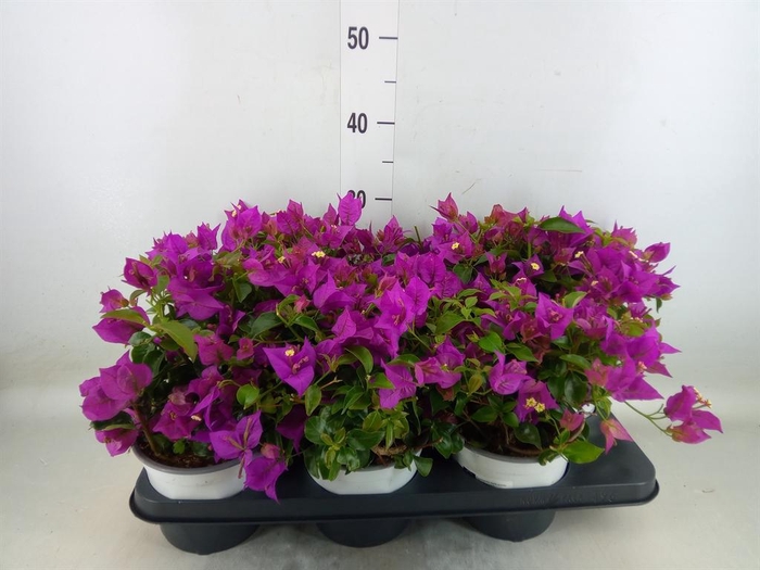 <h4>Bougainvillea  'Sanderiana'</h4>