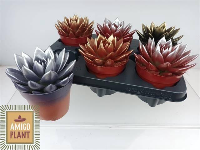 <h4>ECHEV MIRANDA</h4>