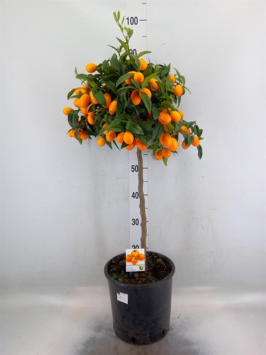 <h4>Citrus   ...</h4>