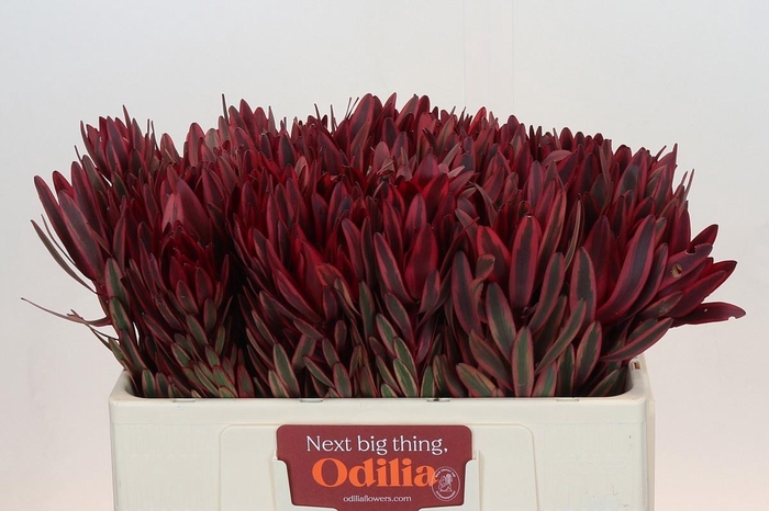 <h4>LEUCAD JESTER</h4>