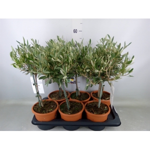 Olea europaea