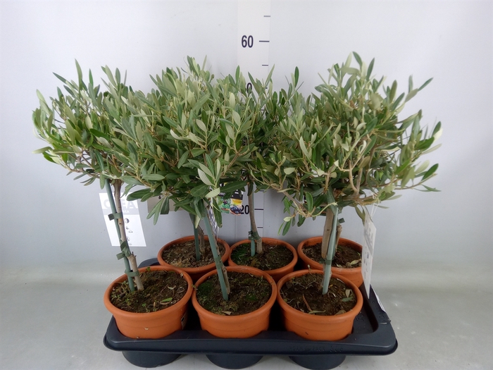 <h4>Olea europaea</h4>