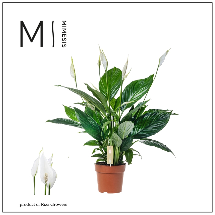 <h4>Spathiphyllum Pico Cupido - 13 cm</h4>