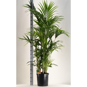 KENTIA - P34 H200 - 15PP (Howea forsteriana)