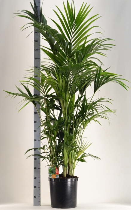 <h4>KENTIA - P34 H200 - 15PP (Howea forsteriana)</h4>