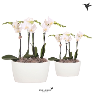 Kolibri Orchids Phalaenopsis white 4 spike in Oval Twins white