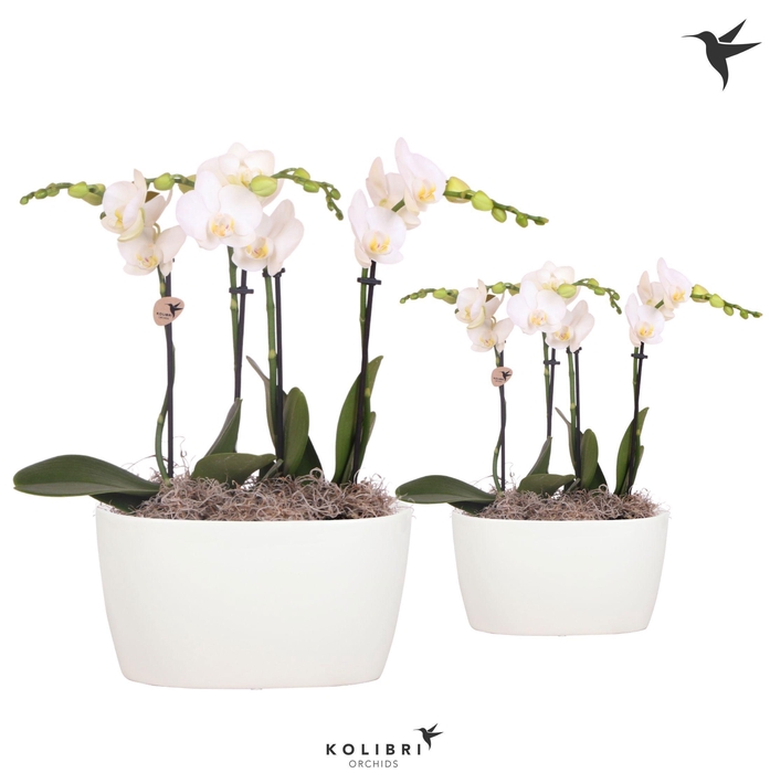 <h4>Kolibri Orchids Phalaenopsis white 4 spike in Oval Twins white</h4>