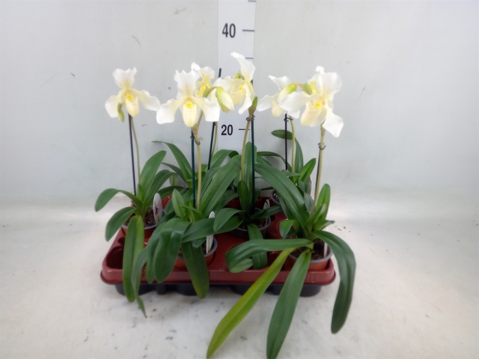 <h4>Paphiopedilum   ...</h4>