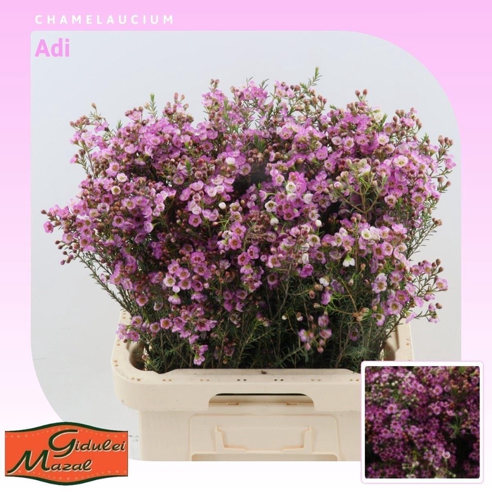 <h4>Chamelaucium Adi</h4>