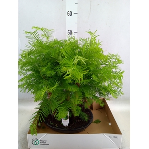 Bonsai   ...