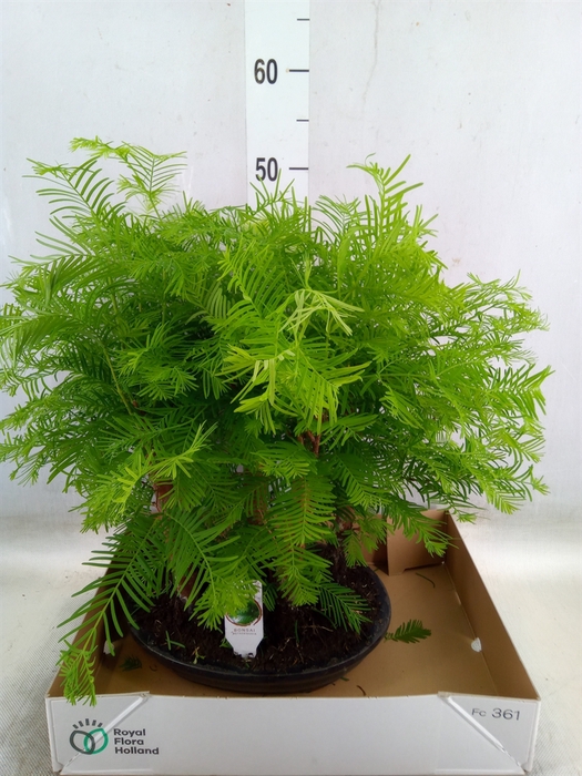 <h4>Bonsai   ...</h4>