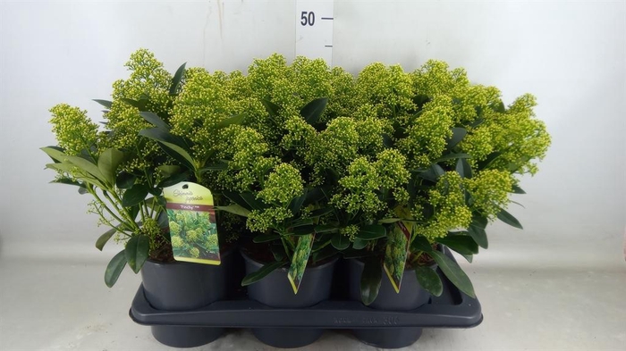 <h4>Skimmia jap. 'Finchy'</h4>